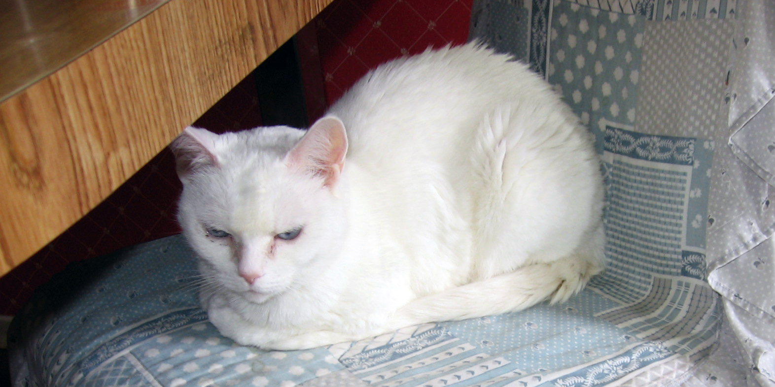 Sarah in loving memory